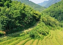 Pù Luông mùa lúa chín