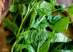 Rau dại một thời giờ là "vua mùa hè", nhà nào cũng đua nhau trồng, chẳng cần chăm vẫn xanh um