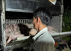 Xe chở 120 con heo không giấy kiểm dịch đưa vào Bạc Liêu tiêu thụ