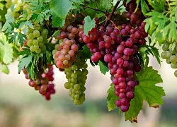 10 loại thực phẩm và đồ uống giúp làn da sáng khỏe