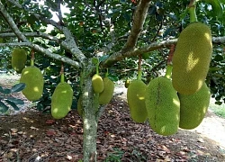 Cây "lạ đời": Trồng trước nhà thì cản lộc, trồng sau nhà thì chủ phất như diều gặp gió!