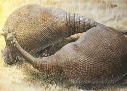 Hé lộ sự thật về việc săn bắt tê tê ở Tây Phi