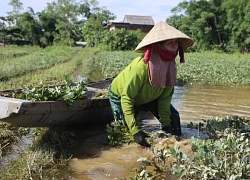 Nông dân bóp bùn, mò vét hoa màu ngập trong lũ dị thường