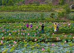 Trà Lý mùa sen nở mang vẻ đẹp hoang sơ hút hồn du khách