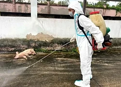 120 con heo nhiễm tả châu Phi ở Bạc Liêu, 'bốc hơi' 50 con khi đưa đi tiêu hủy