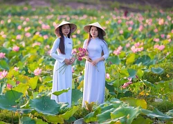 Chiêm ngưỡng cảnh đẹp đầy mê hoặc của đầm sen Trà Lý