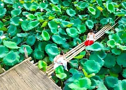 Đầm sen khoe sắc giữa núi rừng