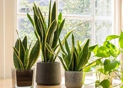 Đây là lý do đặc biệt vì sao nên trồng các loại cây phong thủy?