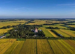 Nhà thờ nằm giữa ruộng lúa chín vàng ở Trà Vinh