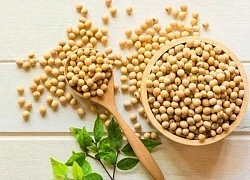 Giải mã đậu nành: Hạt 'Vàng' trong làng hạt