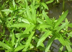 Loại rau mọc hoang lại là 'trợ thủ' thầm lặng hỗ trợ ngừa ung thư gan, giúp lợi mật, tiêu viêm