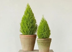 Những loại cây cảnh làm sạch không khí trong nhà