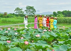 Sắc sen cổ ở tòa thành đá hơn 600 tuổi