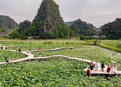Du khách say lòng với những đầm sen khoe sắc tại Ninh Bình