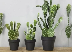 Treo cây xương rồng trong phòng ngủ sẽ có lợi ích và rủi ro nào?