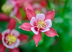 Ngày mai 22/6/2025, 3 con giáp đạp trúng mỏ vàng, của cải chạm đỉnh, sự nghiệp được đà tiến xa