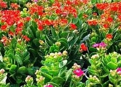 Vị trí đặt cây sống đời trong nhà giúp thu hút tài lộc và kích hoạt vận may