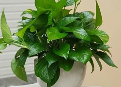 3 cây phong thủy là "vật giữ vía của" người Nhật: Vừa dễ trồng vừa thu hút tài lộc