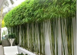 4 cây dễ "mời" rắn đến gần, cẩn trọng khi trồng quanh nhà!