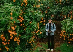 Du lịch mùa vải thiều ở Bắc Giang hút khách trong và ngoài nước