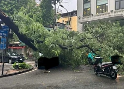 Hà Nội: Cây phượng đổ trúng 3 ô tô trên phố Tràng Thi