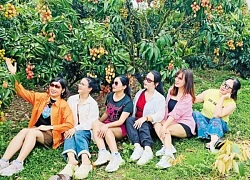 Nhà vườn hút khách tham quan