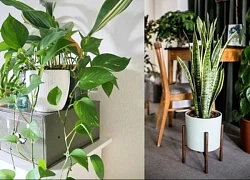 Những loại cây xua đuổi tà ma, trừ âm khí trong nhà cho gia chủ
