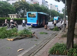 Cây gãy ở Hà Nội làm người đi đường bất tỉnh: Giám đốc Công ty cây xanh nói trách nhiệm của ai?