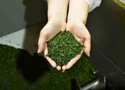Giải mã 'cơn sốt' matcha khiến nguồn cung toàn cầu cạn kiệt