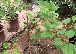 Loài cây trồng trước nhà thì gia chủ lụi bại, rời ra sau lại hóa vượng khí