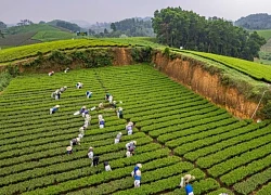 Ở nơi mây - núi giao hòa