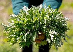 Cách nấu 6 món canh từ ngải cứu cực tốt cho phụ nữ
