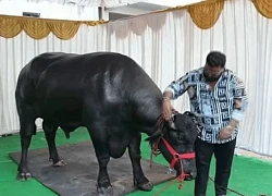 Con trâu được bán với giá 430 triệu đồng, đại gia vẫn xuống tiền mua