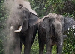 Indonesia: Cấp thẻ căn cước cho voi để nâng cao ý thức bảo tồn