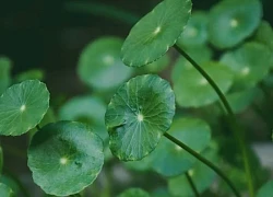 Loại rau là 'thần dược' cho làn da