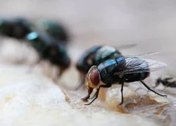 Mỹ lên kế hoạch thả hàng tỷ con ruồi từ trên không