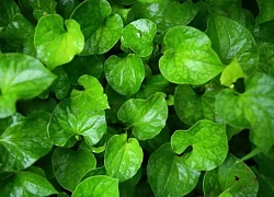 Những bài thuốc từ rau diếp cá
