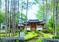 Rừng Thông Núi Voi - Điểm du lịch sinh thái mới giữa lòng Đà Lạt