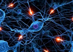 U sợi thần kinh do đâu?