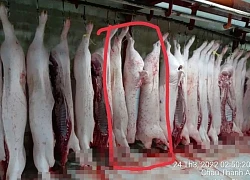 Vì sao không khởi tố vụ C.P. Việt Nam bị tố bán thịt heo bệnh?