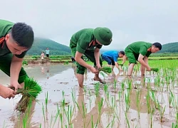 Công an xã ở Quảng Ninh lội ruộng giúp dân cấy lúa vụ mùa