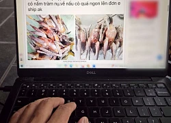Hưng Yên cảnh báo tình trạng bán chim hoang dã tràn lan trên mạng