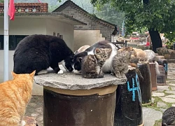 Làng mèo hoang hút khách 'chữa lành' ở Trung Quốc