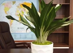 Muốn chặn vận xui, tiền lúc nào cũng rủng rỉnh, hãy sở hữu ngay cây giữ tiền