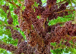 Ngắm loại quả đỏ rực, chi chít từ gốc đến ngọn cây tại cao nguyên Vân Hòa