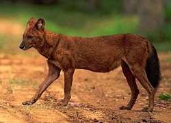 Nghiêm cấm người dân săn bắt chó sói tấn công gia súc ở Điện Biên