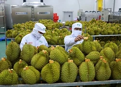 Sầu riêng Việt Nam được Trung Quốc đánh giá rất tốt sau chuyến kiểm tra thực tế