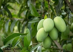 Trồng loại cây này ở nhà, vừa cho quả ăn, vừa chiêu tài lộc