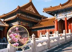 Tử Cấm Thành có 9.999 căn phòng, 81 chiếc đinh tán, không phải là số ngẫu nhiên
