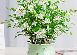 6 cây bonsai phong thủy nên trồng trong phòng khách tụ vượng khí, giữ tài lộc, nhà càng ở càng thịnh
